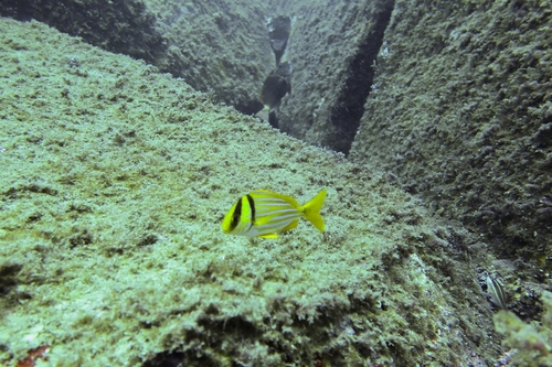 Anisotremus virginicus