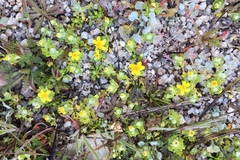 Eriophyllum multicaule