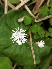 Thalictrum urbainii