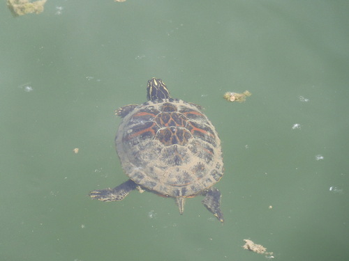 Pseudemys nelsoni