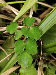 Thalictrum urbainii