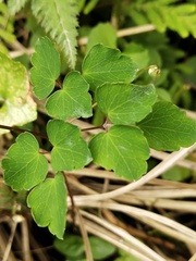 Thalictrum urbainii