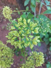 Heteromorpha arborescens, photograph author not stated, no rights reserved