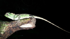 Gonocephalus kuhlii