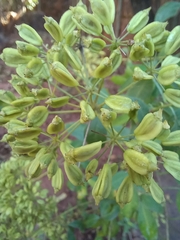 Heteromorpha arborescens, photograph author not stated, no rights reserved