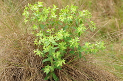 Euphorbia papillosa