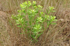 Euphorbia papillosa