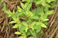 Euphorbia papillosa