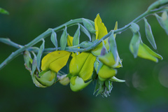 Crotalaria agatiflora