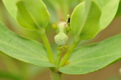 Euphorbia papillosa