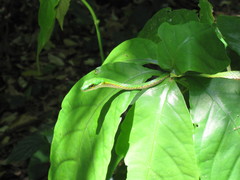 Leptophis mexicanus