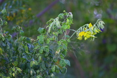 Crotalaria agatiflora