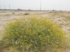 Haplophyllum tuberculatum