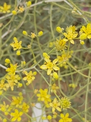 Haplophyllum tuberculatum
