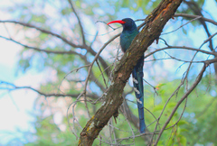 Phoeniculus purpureus angolensis