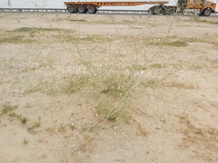 Gypsophila capillaris