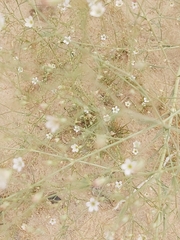 Gypsophila capillaris