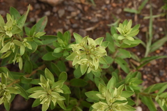 Euphorbia papillosa