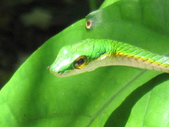 Leptophis mexicanus