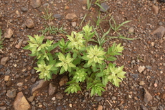 Euphorbia papillosa