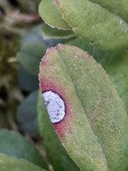 Mycosphaerella stemmatea