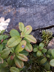 Mycosphaerella stemmatea