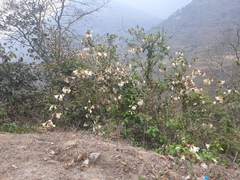 Beaumontia grandiflora