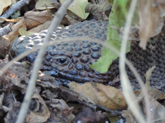 Heloderma horridum