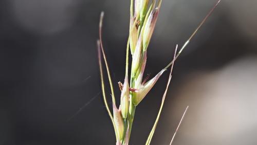 Eriocoma lemmonii, 2026-04-24