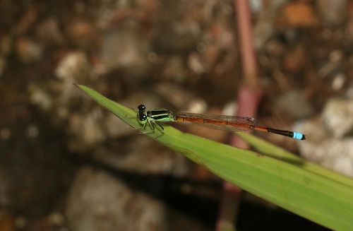 Ischnura observed 2019-08-18