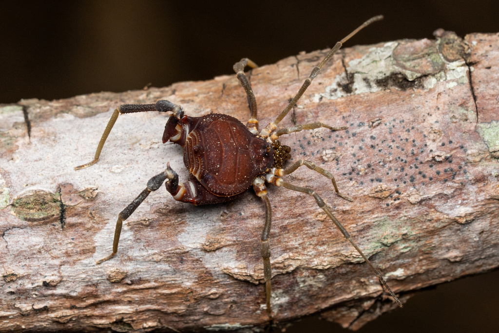 daddy longlegs