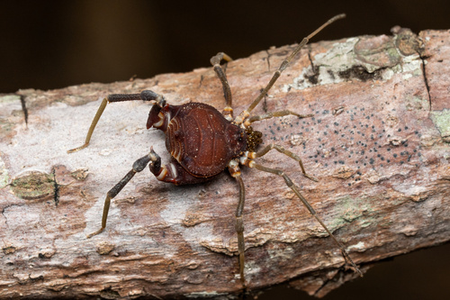 daddy longlegs