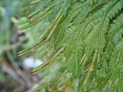 Selaginella distachya image
