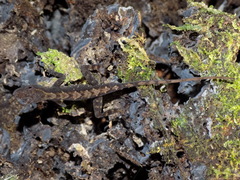 Anolis spilorhipis