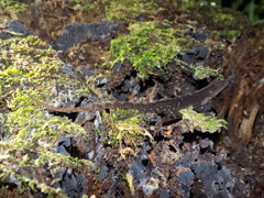 Anolis spilorhipis