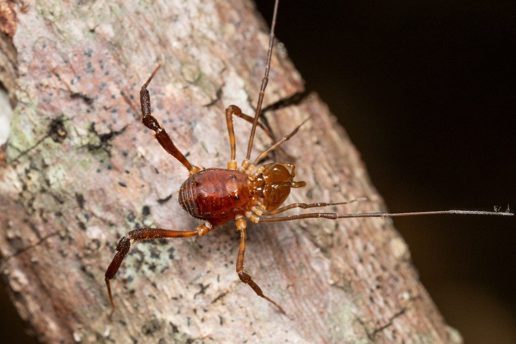 daddy longlegs