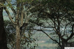 Sciurus colliaei