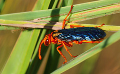 Hemipepsis tamisieri