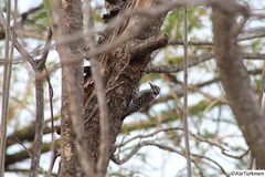 Dryobates scalaris