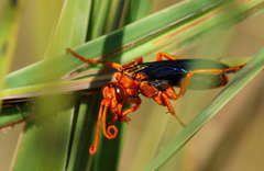 Hemipepsis tamisieri