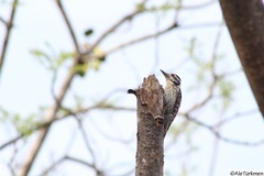 Dryobates scalaris