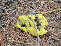 Phaeolus schweinitzii