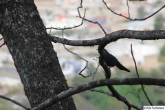 Melanotis caerulescens