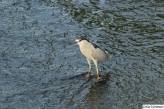 Nycticorax nycticorax