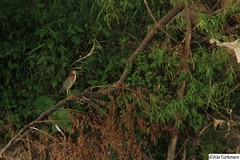 Butorides virescens