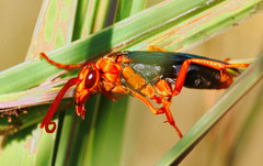 Hemipepsis tamisieri