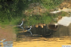Himantopus mexicanus