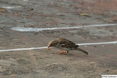 Passer domesticus