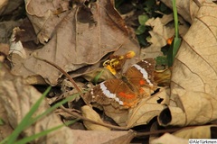 Anartia fatima colima