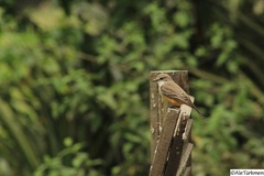 Pyrocephalus rubinus